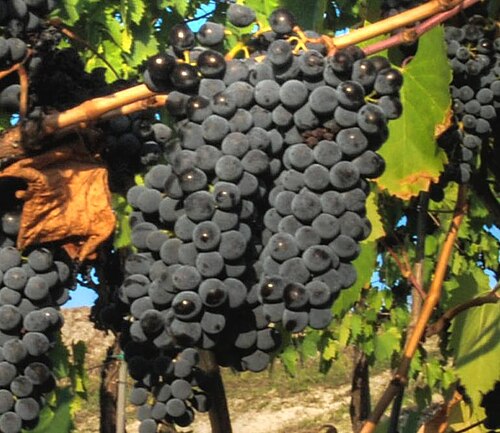 Sangiovese di Romagna